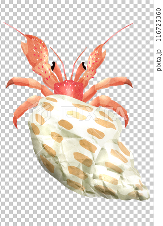 可愛いヤドカリの上からイラスト 116725360