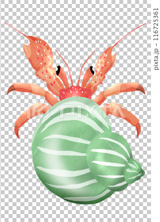 Illustration of a cute hermit crab renting a snail shell Illustration of a cute hermit crab renting a snail shell 116725361