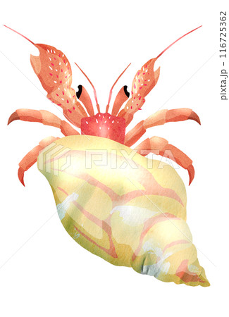 砂浜の可愛い生き物ヤドカリの上からイラスト 116725362