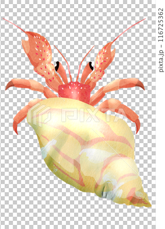 砂浜の可愛い生き物ヤドカリの上からイラスト 116725362