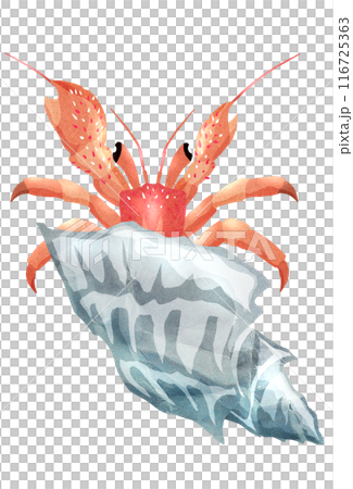海灘上可愛的寄居蟹的插圖 116725363