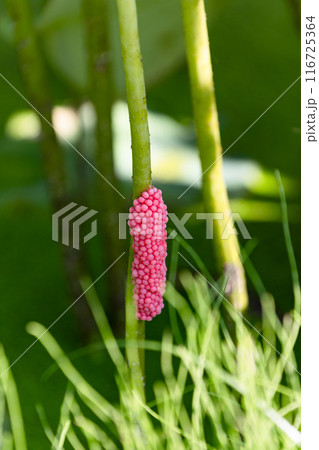 びっしりと産み付けられたジャンボタニシの卵 116725364