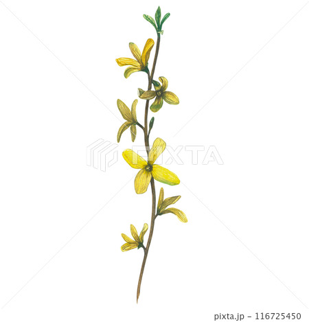 Watercolor illustration of a forsythia branch. Hand-drawn, isolated on a white background. Watercolor illustration of a forsythia branch. Hand-drawn, isolated on a white background. 116725450