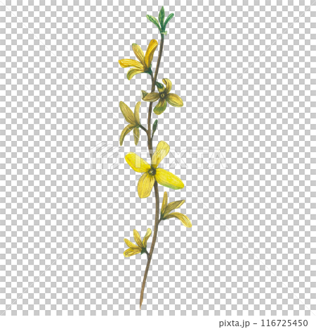 Watercolor illustration of a forsythia branch. Hand-drawn, isolated on a white background. Watercolor illustration of a forsythia branch. Hand-drawn, isolated on a white background. 116725450