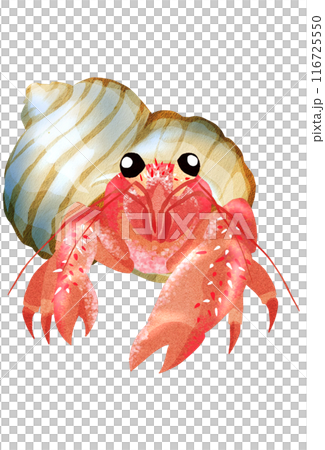 以外に美味らしい巻貝のヤドカリイラスト 116725550