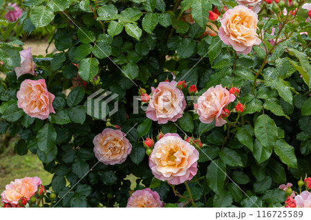 ローズガーデンで咲く美しいオレンジ色のバラの花 ローズガーデンで咲く美しいオレンジ色のバラの花 116725589