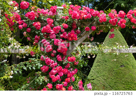 パーゴラで咲く美しい赤いバラの花 パーゴラで咲く美しい赤いバラの花 116725763