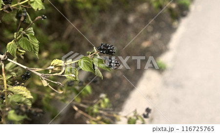 道端に生えた植物 116725765