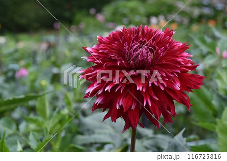 赤のグラデーションのダリア　東京 116725816