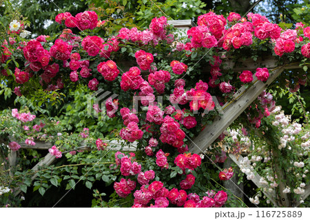 パーゴラで咲く美しいピンクのバラの花 116725889