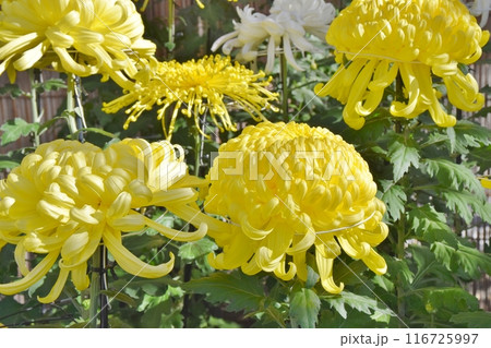 日差しを浴びる満開の菊　東京 116725997