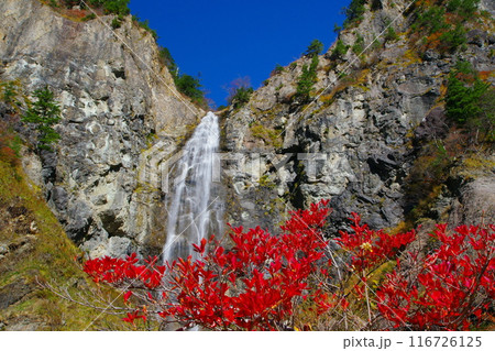 赤く色づいた紅葉を前景に断崖絶壁を流れ落ちるふくべの大滝 Ver3 赤く色づいた紅葉を前景に断崖絶壁を流れ落ちるふくべの大滝 Ver3 116726125