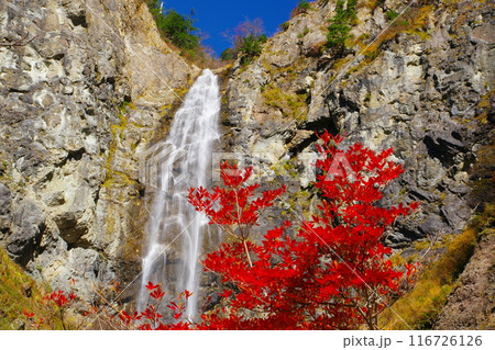 赤く色づいた紅葉を前景に断崖絶壁を流れ落ちるふくべの大滝 Ver4 赤く色づいた紅葉を前景に断崖絶壁を流れ落ちるふくべの大滝 Ver4 116726126