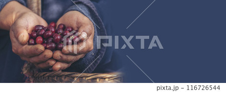 Banner coffee plant farm woman Hands harvest raw coffee beans. panoramaRipe Red berries plant fresh seed coffee tree growth in green farm. Hands harvest red bean seed robusta arabica with copy space. 116726544