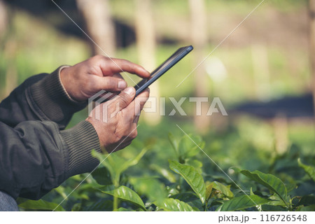 Smart farmer holding smartphone in eco green farm sustainable quality control. Close up Hand control planting tree. Farmer hands cultivated fresh garden in eco biotechnology. Farmland technology 116726548