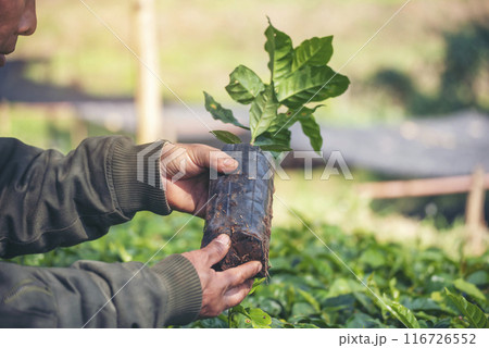 Smart farmer checking plant in eco green farm sustainable quality control. Close up Hand check quality control plant tree. Farmer cultivated planting in eco Farmland biotechnology. Green agriculture 116726552