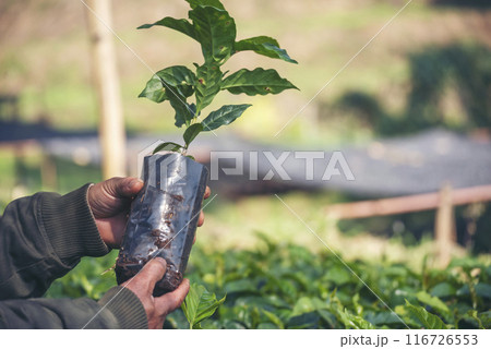 Smart farmer checking plant in eco green farm sustainable quality control. Close up Hand check quality control plant tree. Farmer cultivated planting in eco Farmland biotechnology. Green agriculture 116726553