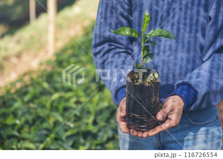 Smart farmer checking plant in eco green farm sustainable quality control. Close up Hand check quality control plant tree. Farmer cultivated planting in eco Farmland biotechnology. Green agriculture 116726554