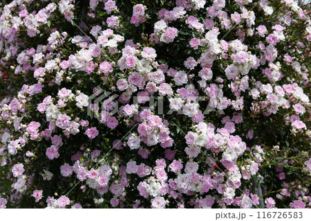 ガーデンのピンク色の修景バラの花 116726583