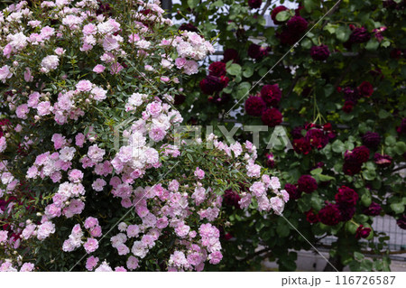 ガーデンのピンク色の修景バラの花 116726587