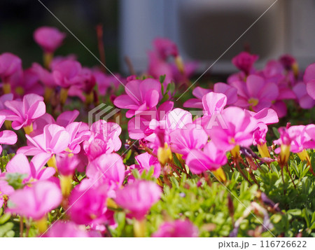 鮮やかなピンク色の庭の花 116726622