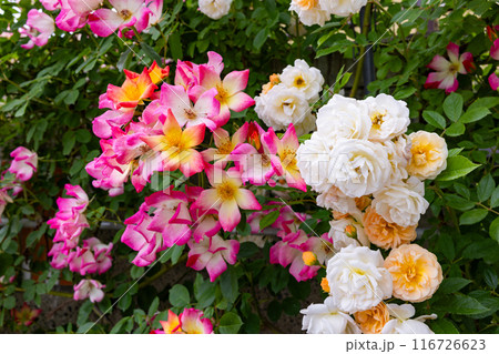 ガーデンのピンクと白色の修景バラの花 ガーデンのピンクと白色の修景バラの花 116726623