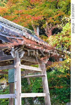 大原　勝林院　鐘楼と美しい紅葉（京都市左京区） 116726647