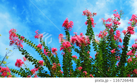 サルスベリの花と青空の風景 サルスベリの花と青空の風景 116726648