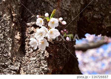 古木に胴ぶきの桜 古木に胴ぶきの桜 116726687