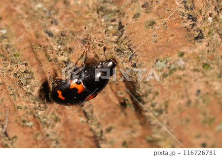 生き物 昆虫 コヨツボシケシキスイ、体長六ミリ前後。ずんぐり黒光りの体に鮮やかなオレンジ色の斑紋 生き物 昆虫 コヨツボシケシキスイ、体長六ミリ前後。ずんぐり黒光りの体に鮮やかなオレンジ色の斑紋 116726781