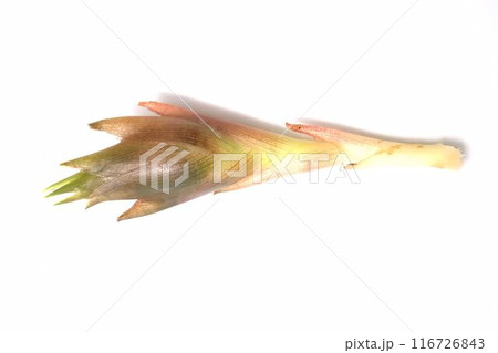 収穫した新鮮なミョウガ 収穫した新鮮なミョウガ 116726843