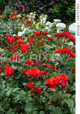 ガーデンで咲く美しいオレンジ色のバラの花 116727103