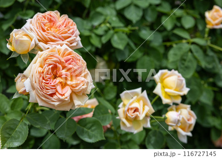 ガーデンで咲く美しいロゼット咲きのオレンジ色のバラの花 116727145