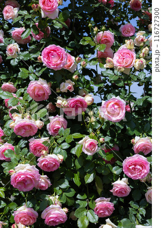 ガーデンで咲く美しいロゼット咲きのピンク色のバラの花 116727300