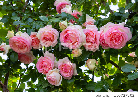 ガーデンで咲く美しいロゼット咲きのピンク色のバラの花 116727302