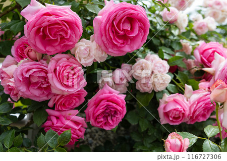 ガーデンで咲く美しいロゼット咲きのピンク色のバラの花 116727306