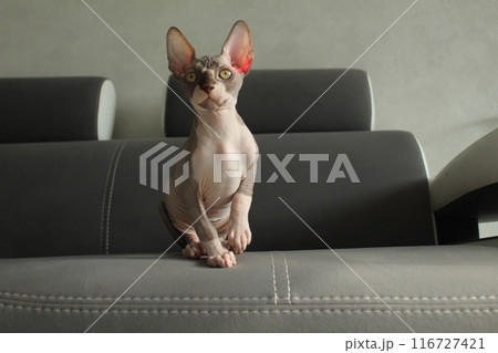 Portrait of a gray cat, a sphinx, on furniture, a gray sofa with space for text. Caring for a kitten at home 116727421