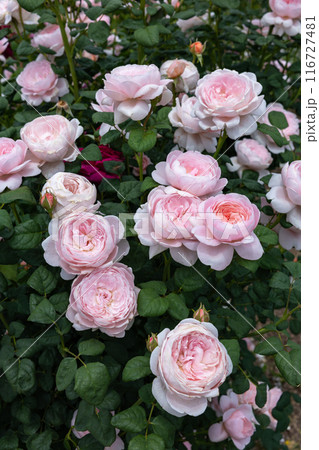ガーデンで咲く美しいピンクのカップ咲きのバラの花 ガーデンで咲く美しいピンクのカップ咲きのバラの花 116727481