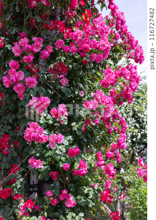 ガーデンで咲く美しいピンクのカップ咲きのバラの花 116727482