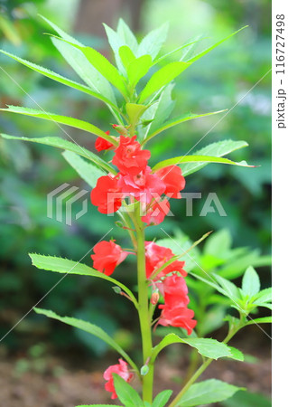 鳳仙花(ホウセンカ)の花と若い実 鳳仙花(ホウセンカ)の花と若い実 116727498