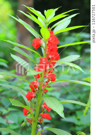鳳仙花（ホウセンカ）の花と若い実 116727501