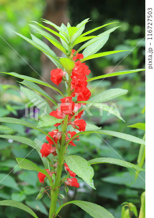 鳳仙花（ホウセンカ）の花と若い実 116727503