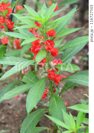 鳳仙花（ホウセンカ）の花と若い実 116727505