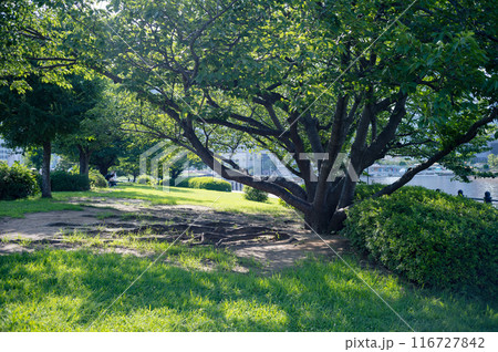 新緑の木と光と影 116727842