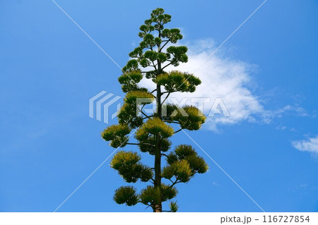 青空に映えるリュウゼツラン 青空に映えるリュウゼツラン 116727854