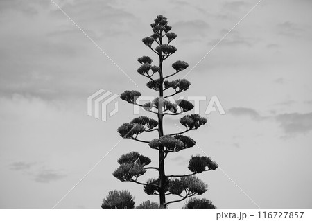 青空に映えるリュウゼツラン 青空に映えるリュウゼツラン 116727857