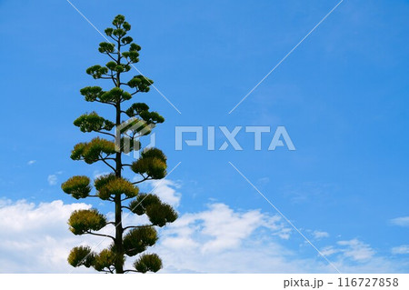 青空に映えるリュウゼツラン 116727858