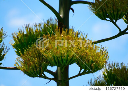 青空に映えるリュウゼツラン 116727860