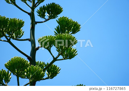 青空に映えるリュウゼツラン 116727865