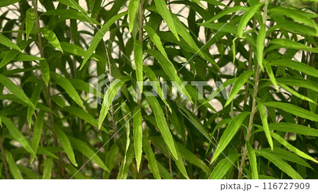 雑草 116727909